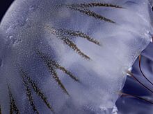 Туристам рассказали, что делать при встрече с опасной медузой