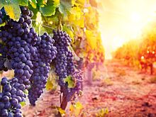 Эксперты Россельхозбанка: для полного удовлетворения внутреннего спроса на российское вино необходимо увеличить посадки винограда на 100 000 га