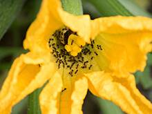 Названы простые и действенные средства от муравьев на даче