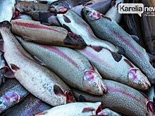 Форелеводческое хозяйство в Сегежском районе приостановило работу