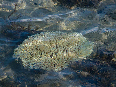 Большой Барьерный риф вновь под угрозой, но спасти его может 3D-печать