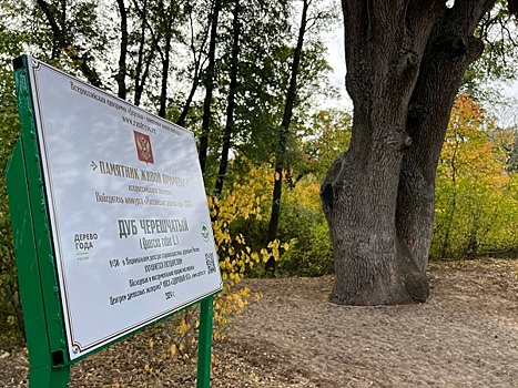 В Шолоховском районе установили памятную табличку в честь дуба-великана, ставшего деревом года