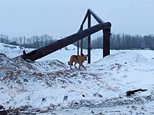 В российском городе собака больше недели просидела в трубе без еды и воды