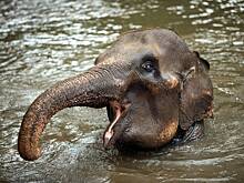 На Земле захотели спасти слонов