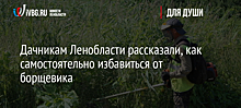 Дачникам Ленобласти рассказали, как самостоятельно избавиться от борщевика