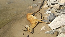 В Новосибирске на берегу Обского моря нашли мертвую косулю