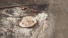 Саратовские чиновники называют массовый спил деревьев «санитарной обработкой»