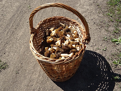 Все за сморчками: НГС составил карту грибных мест под Новосибирском