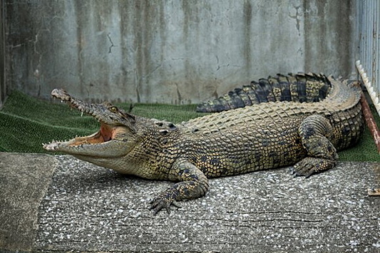 Ученые объяснили, к чему может привести вымирание крокодилов