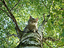 В Подмосковье спасли кота, который три дня сидел на березе и мяукал