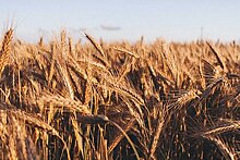 Польские фермеры заявили о риске разорения из-за зерна с Украины