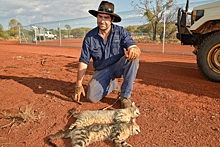 В Австралии задумали убить два миллиона кошек. Вся страна против