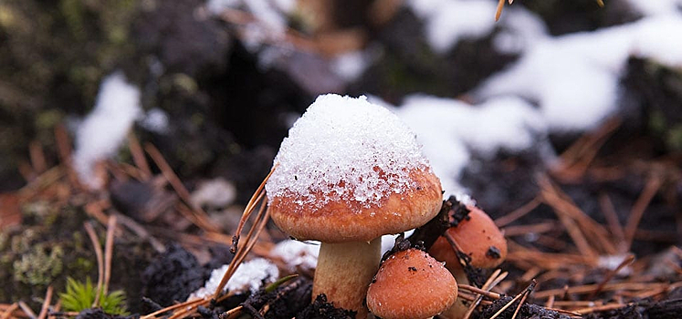Стоит ли идти в лес по грибы после первых заморозков?