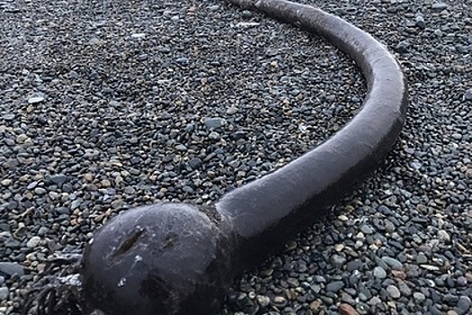 На берег Чукотки приплыли гигантские «морские змеи»