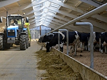 «Аll inclusive» для коров: в Челябинской области продолжается модернизация молочных ферм