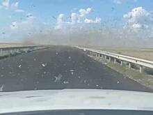 Полчище саранчи окружило автомобиль россиянина на федеральной трассе и попало на видео