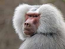 На видео попал похищенный бабуином львенок