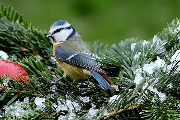 Москвичам рекомендовали зимой кормить птиц из-за их склонности к каннибализму
