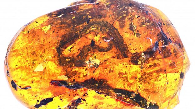 В янтаре нашли ранних лесных змей мелового периода