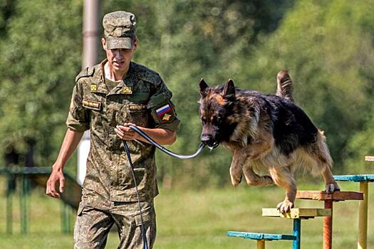 Панда выходит на тропу войны