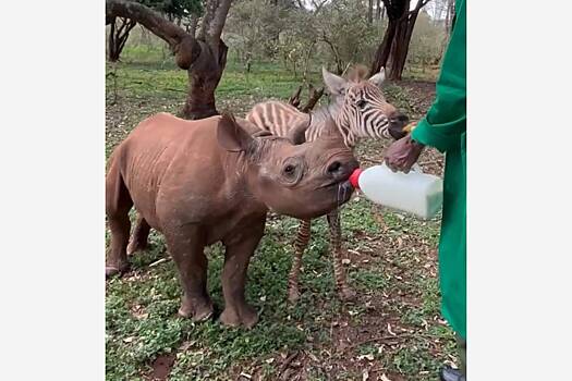 Детеныши зебры и носорога подружились по грустной причине