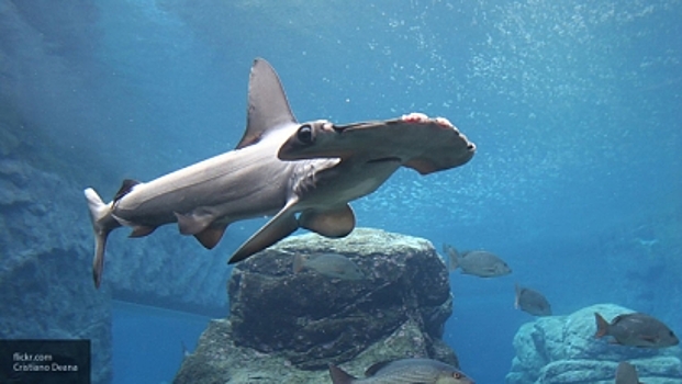 Ученые выявили новый вид акулы-молота