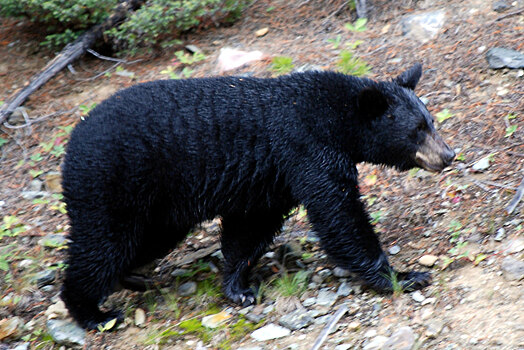 В Красноярском крае участковый обезвредил медведя, вышедшего к сельской школе