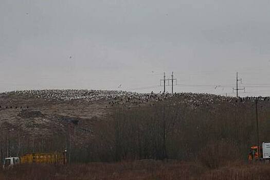 Прокуратура потребовала устранить нарушения в работе мусорного полигона в Барсуковке