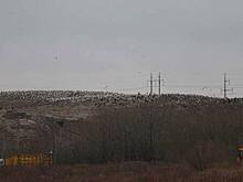 Прокуратура потребовала устранить нарушения в работе мусорного полигона в Барсуковке