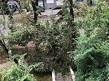 Дерево, перегородившее улицу в центре Хабаровска, убрали с проезжей части