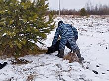Смертельно опасный лес: Женскую голову мог оставить маньяк, а могли притащить бродячие собаки