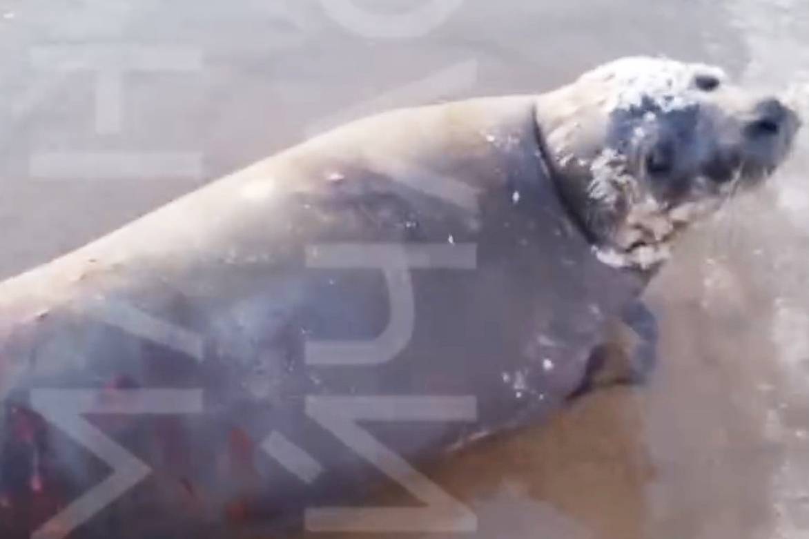 В российском регионе на берегу моря нашли раненого тюленя