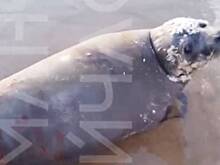 В российском регионе на берегу моря нашли раненого тюленя