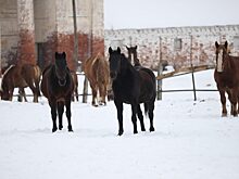 Ситуацию на Починковском конезаводе взяли на контроль в правительстве региона