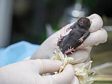 Онищенко прокомментировал сведения о вспышке мышиной лихорадки в России