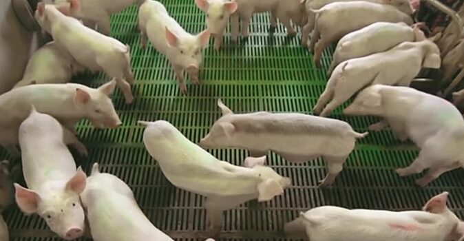 Главного ветеринара свинокомплекса в Калининградской области начали судить за эпидемию АЧС