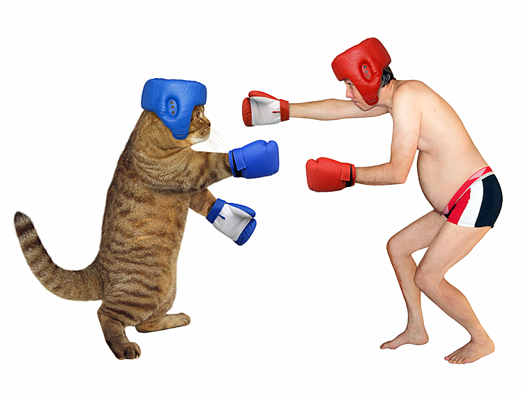 Никому не советуем выходить на ринг против котиков, они никогда не играют по правилам. 