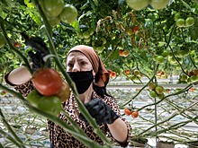 Агропарк в Чечне привлечет 1,7 млрд рублей инвестиций