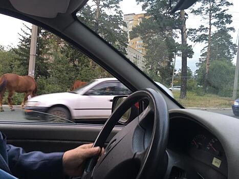 Две беспризорные лошади гуляют в Северном по проезжей части