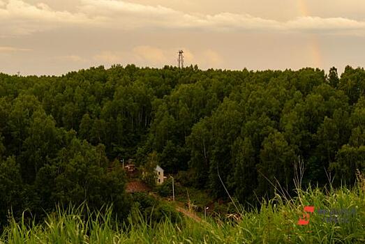 В Ульяновской области благоустроили более 230 тысяч гектаров леса за 25 миллионов