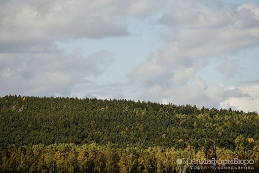 Более 100 тысяч гектаров леса сдадут в Свердловской области в аренду