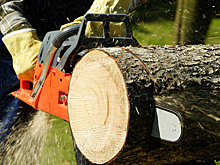 Штраф 500 тысяч: какие деревья нельзя спиливать даже на своём участке