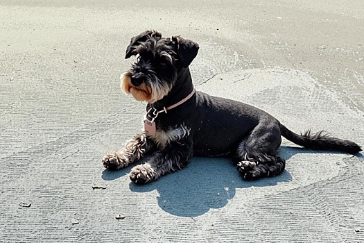 В Екатеринбурге дама на иномарке переехала собаку пополам: «Наступила мгновенная смерть»