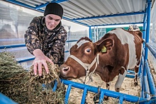 Смогут ли сибирские аграрии превратить навоз в продукт