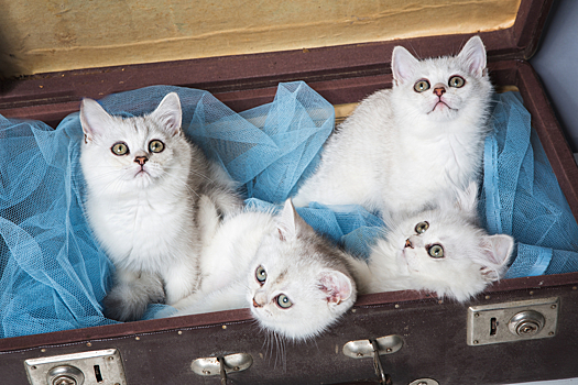 Почему коты любят забираться в чемоданы