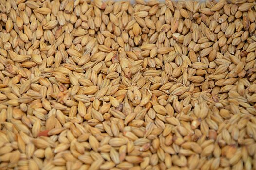 С начала 2023 года в Удмуртии продали более 1300 тонн зерна без декларации о соответствии