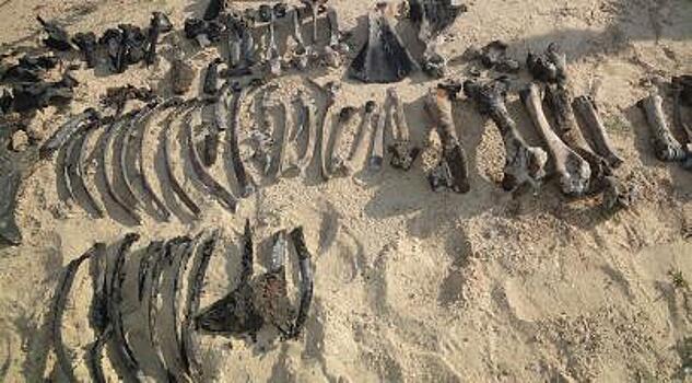Останки доисторического бизона нашли в Астраханской области