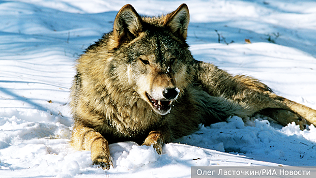 Эксперт Гуляев: Россия и весь мир столкнулись с массовым ростом численности хищников
