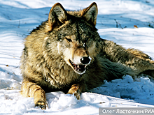 Эксперт Гуляев: Россия и весь мир столкнулись с массовым ростом численности хищников