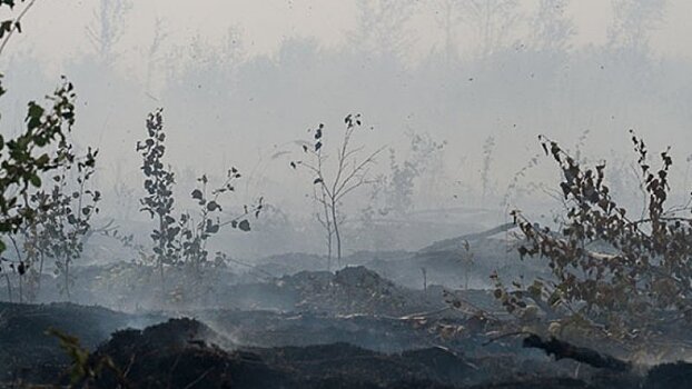 Запрет на посещение лесов введен в Выборгском районе из-за высокой пожарной опасности